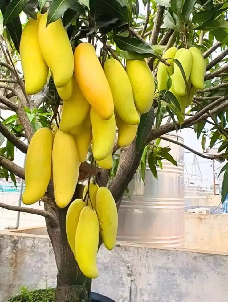 Thai Banana Mango Plant (Grafted) – Perfect for Home Growing.png